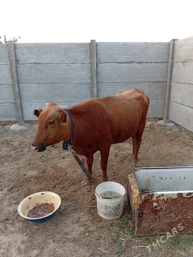 Goleli sygyr - Сакарчага - img 3