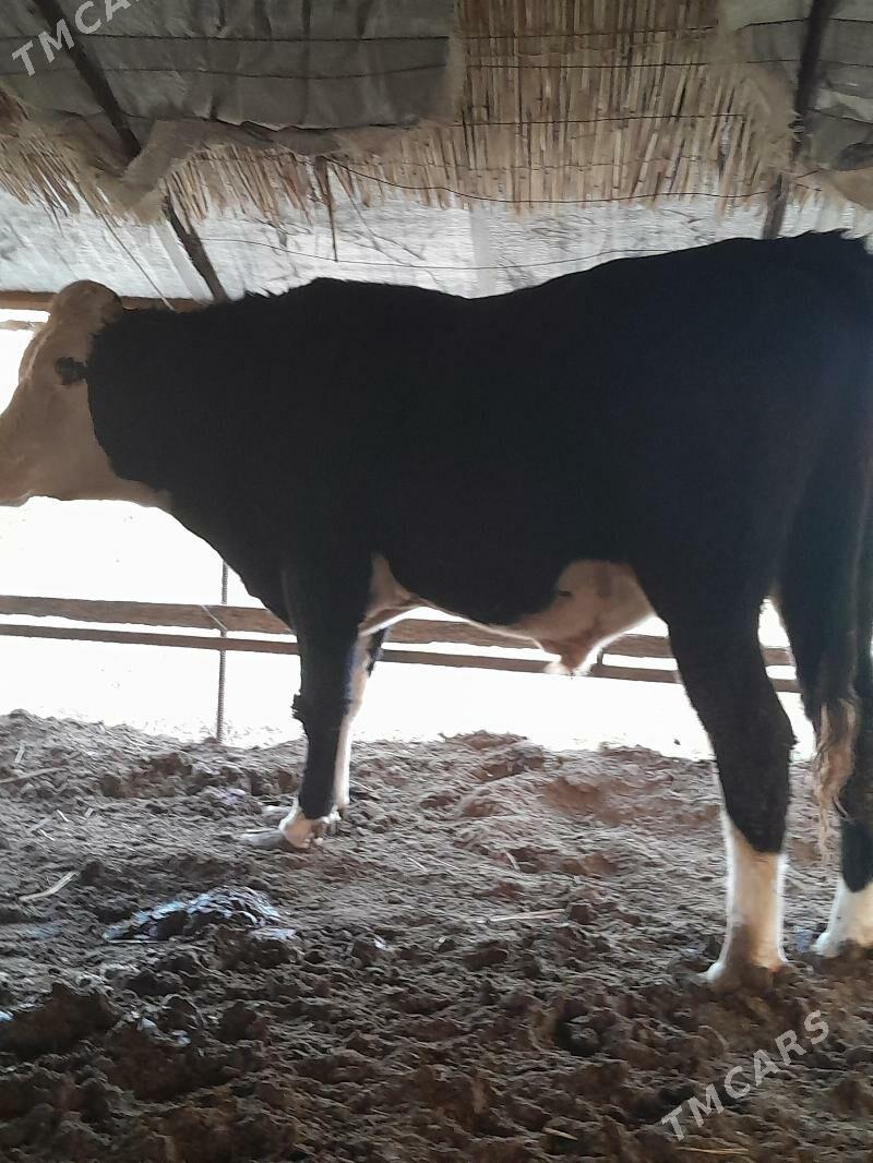 Yarslaw Okuzi - Çärjew - img 4