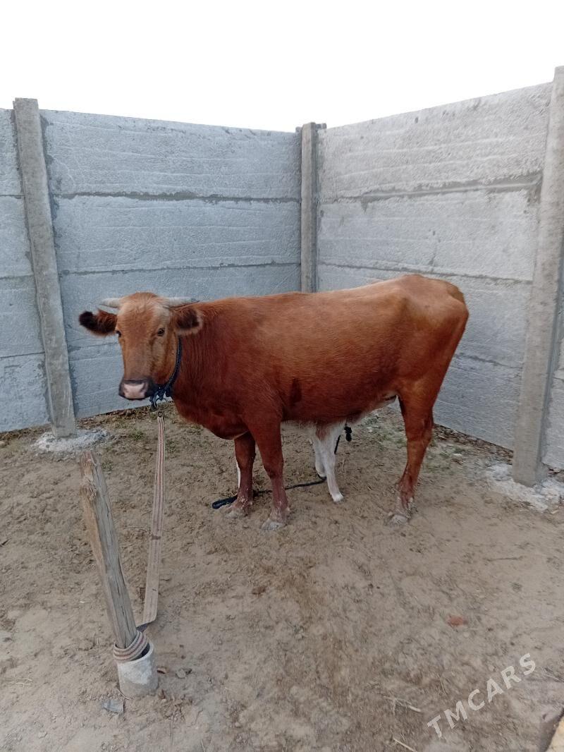 Goleli sygyr - Сакарчага - img 2