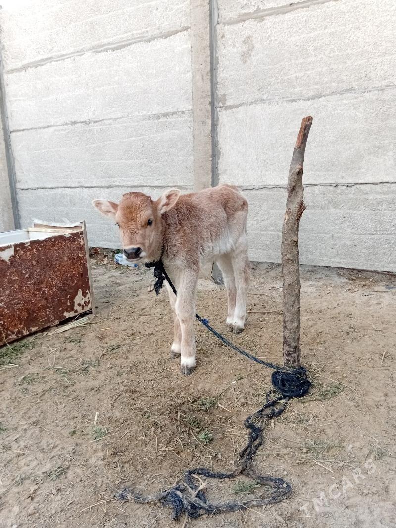 Goleli sygyr - Сакарчага - img 4