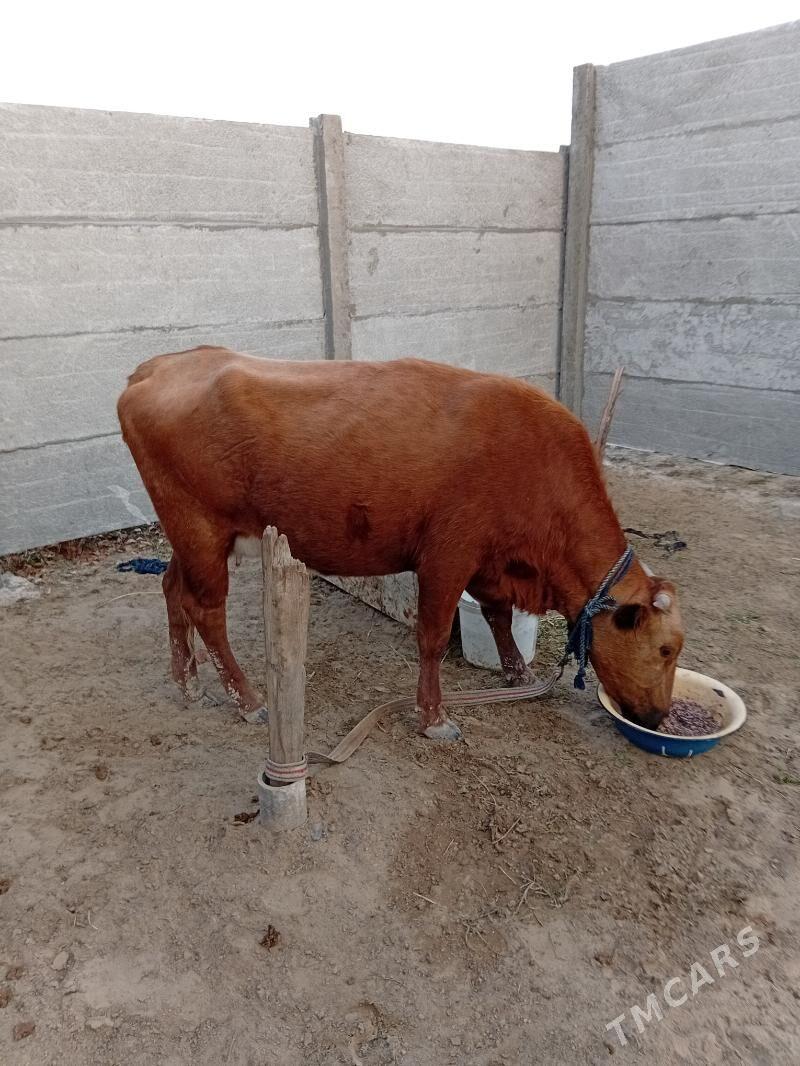 Goleli sygyr - Сакарчага - img 5