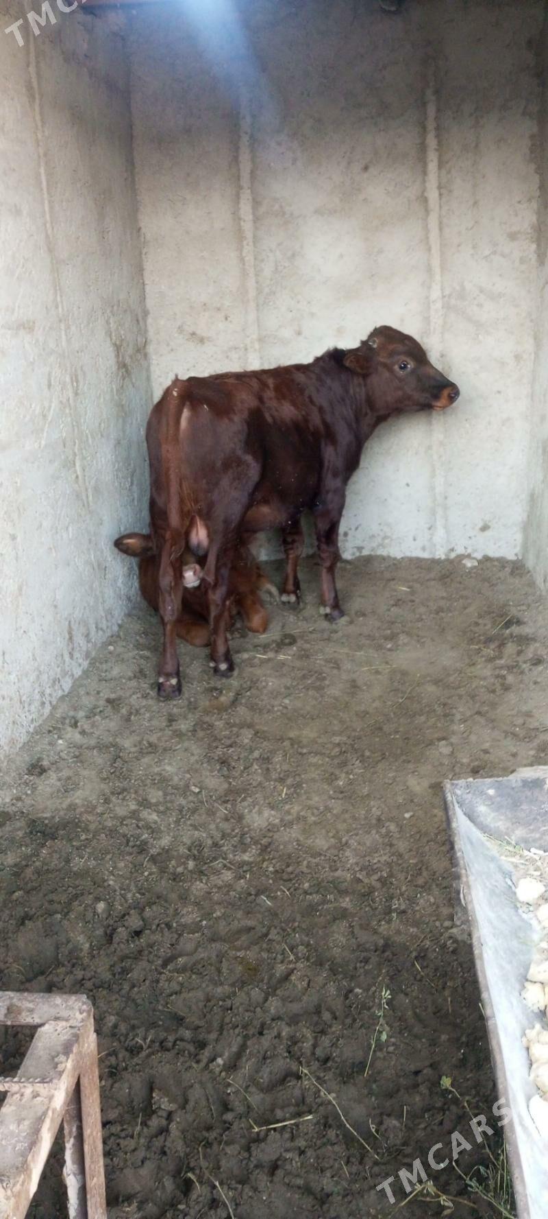 öküz - Jebel - img 2