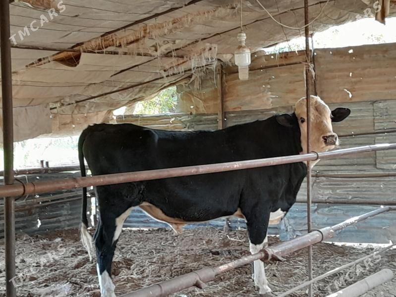 Yarslaw Okuzi - Çärjew - img 5