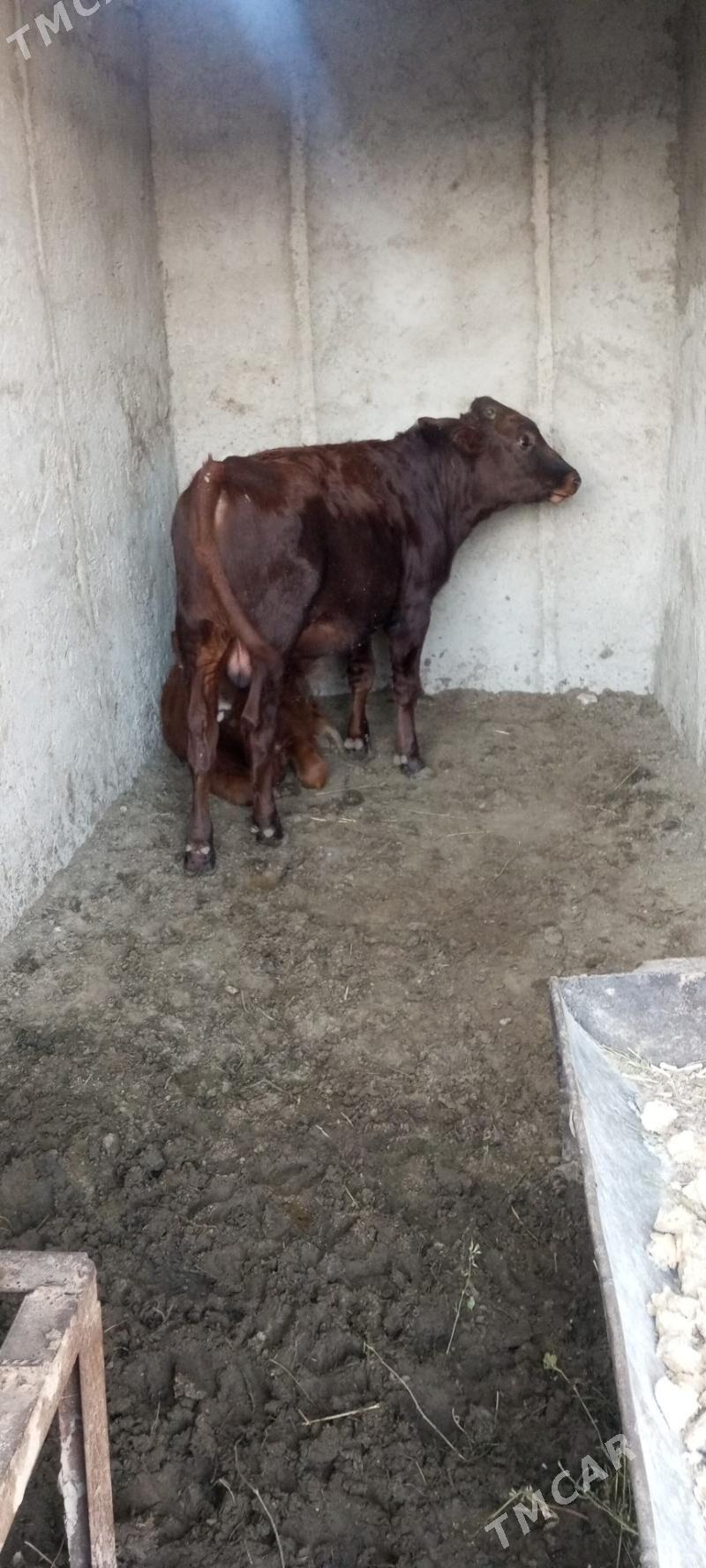 öküz - Jebel - img 3