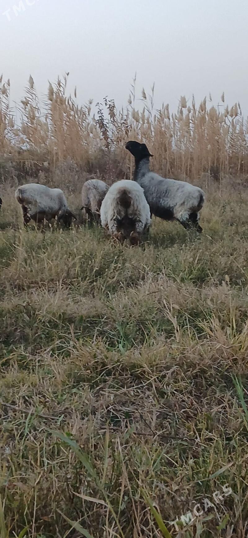 goyun - Gökdepe - img 2