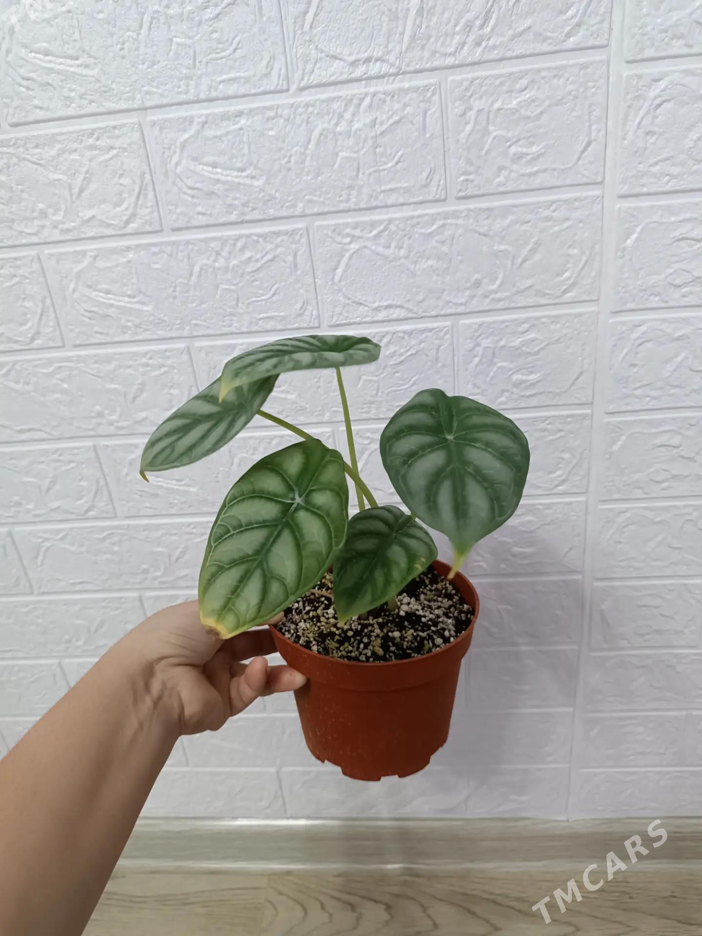 АЛОКАЗИЯ - Aşgabat - img 1