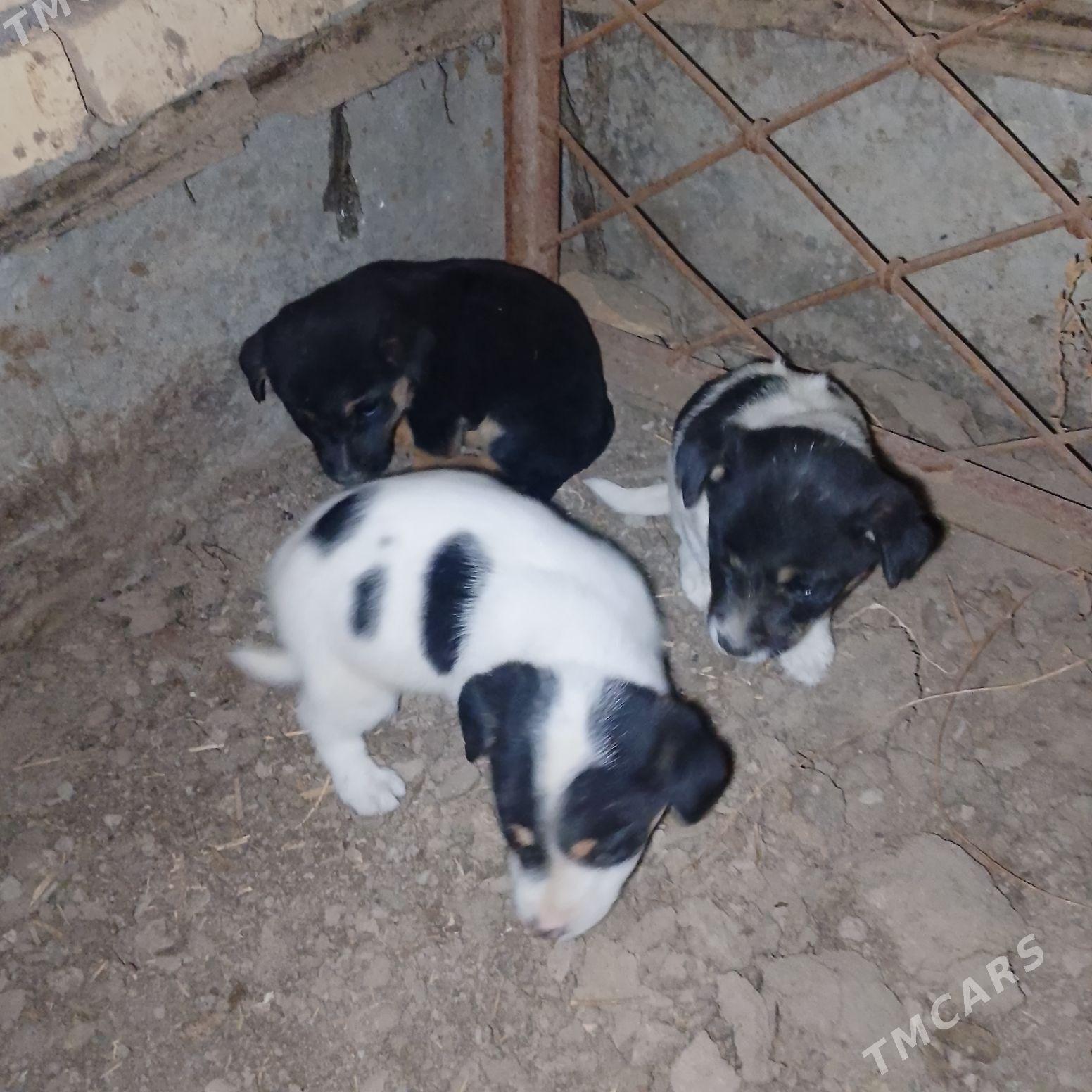 ALAJA KUCUK CAGASİ - Çärjew - img 6