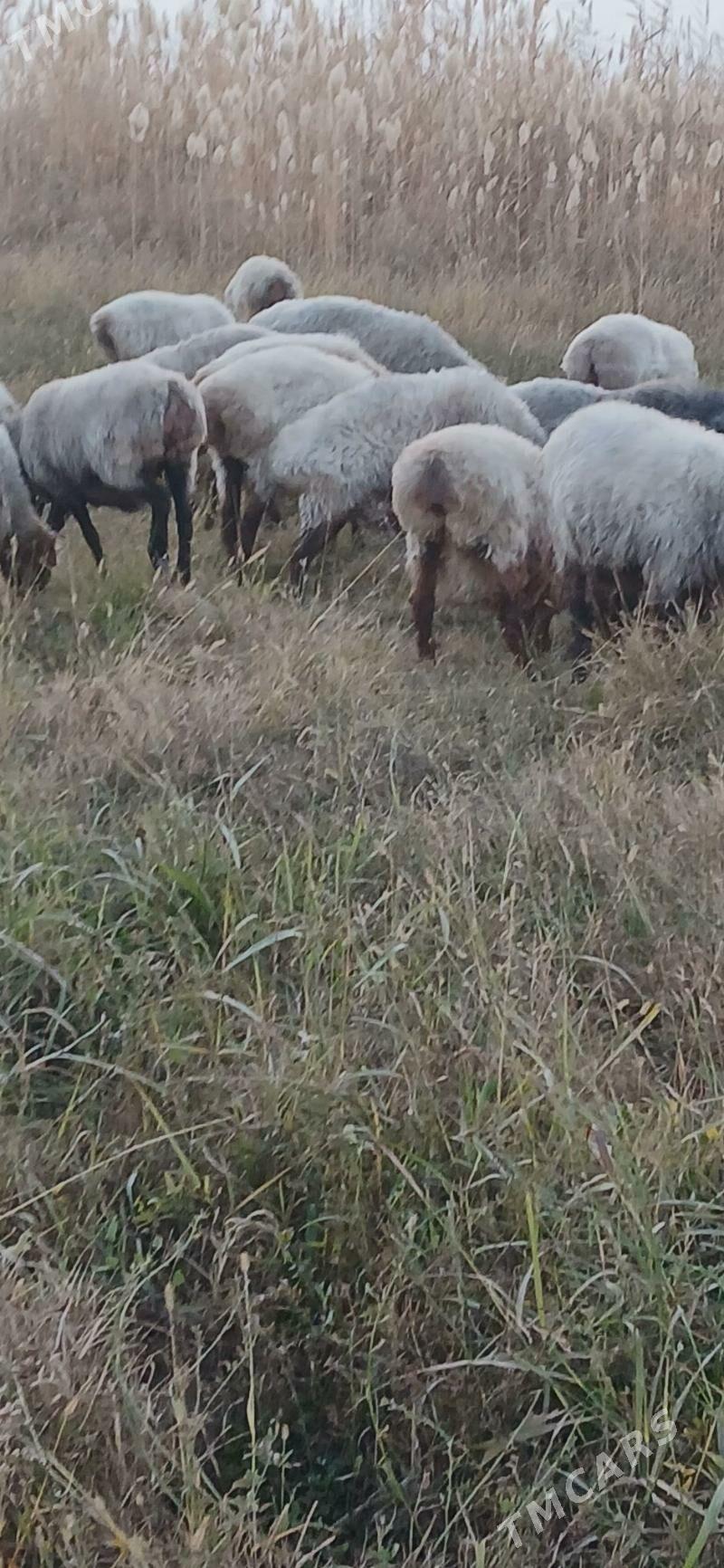 goyun - Gökdepe - img 3