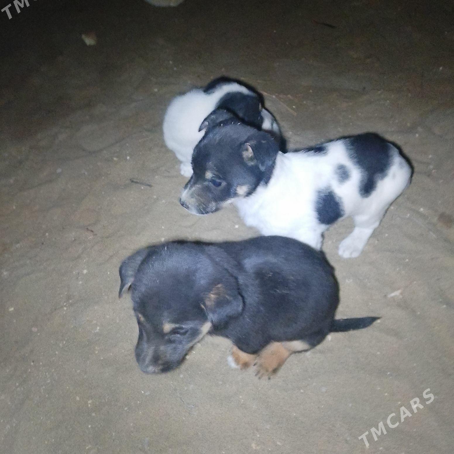 ALAJA KUCUK CAGASİ - Çärjew - img 1