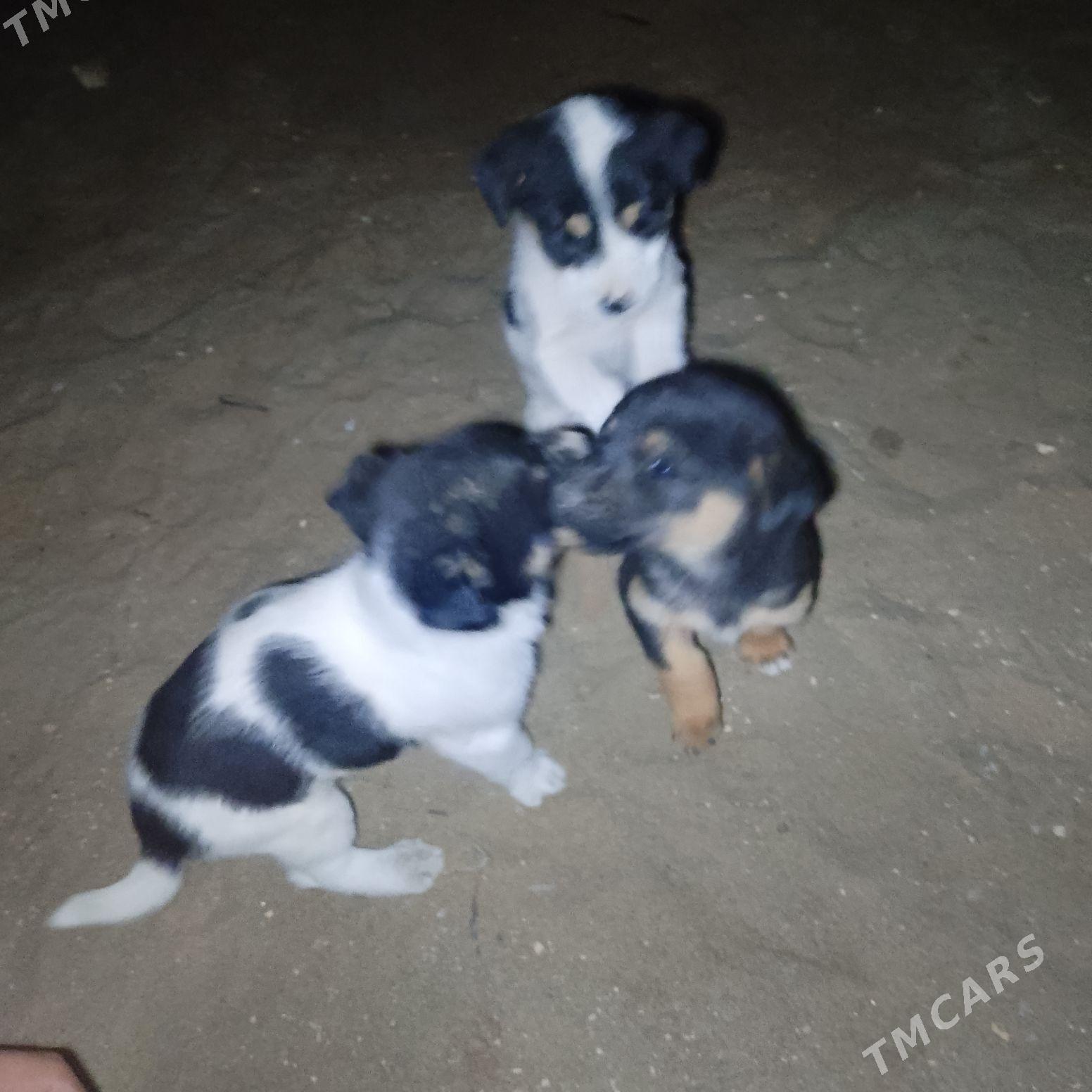 ALAJA KUCUK CAGASİ - Çärjew - img 2