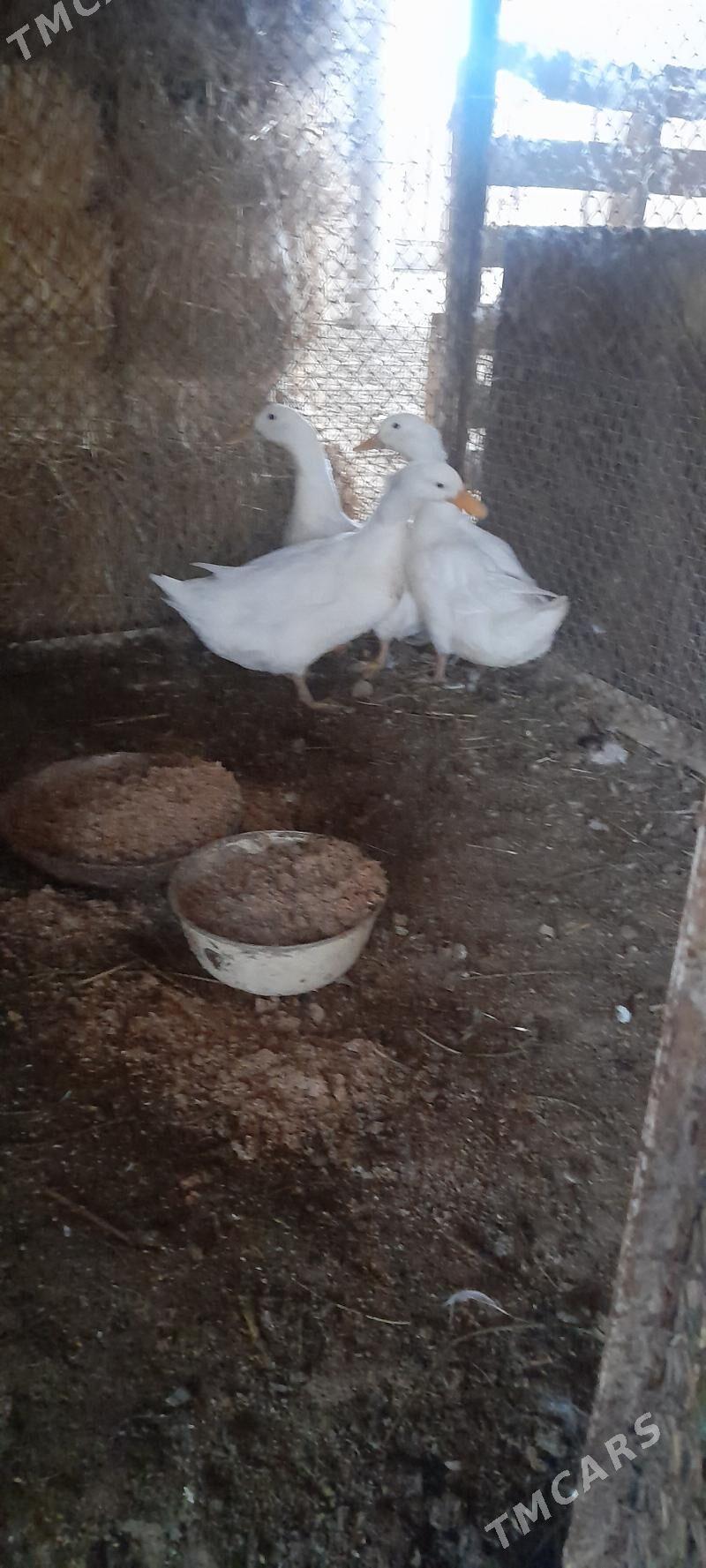 induklar - Bäherden - img 3