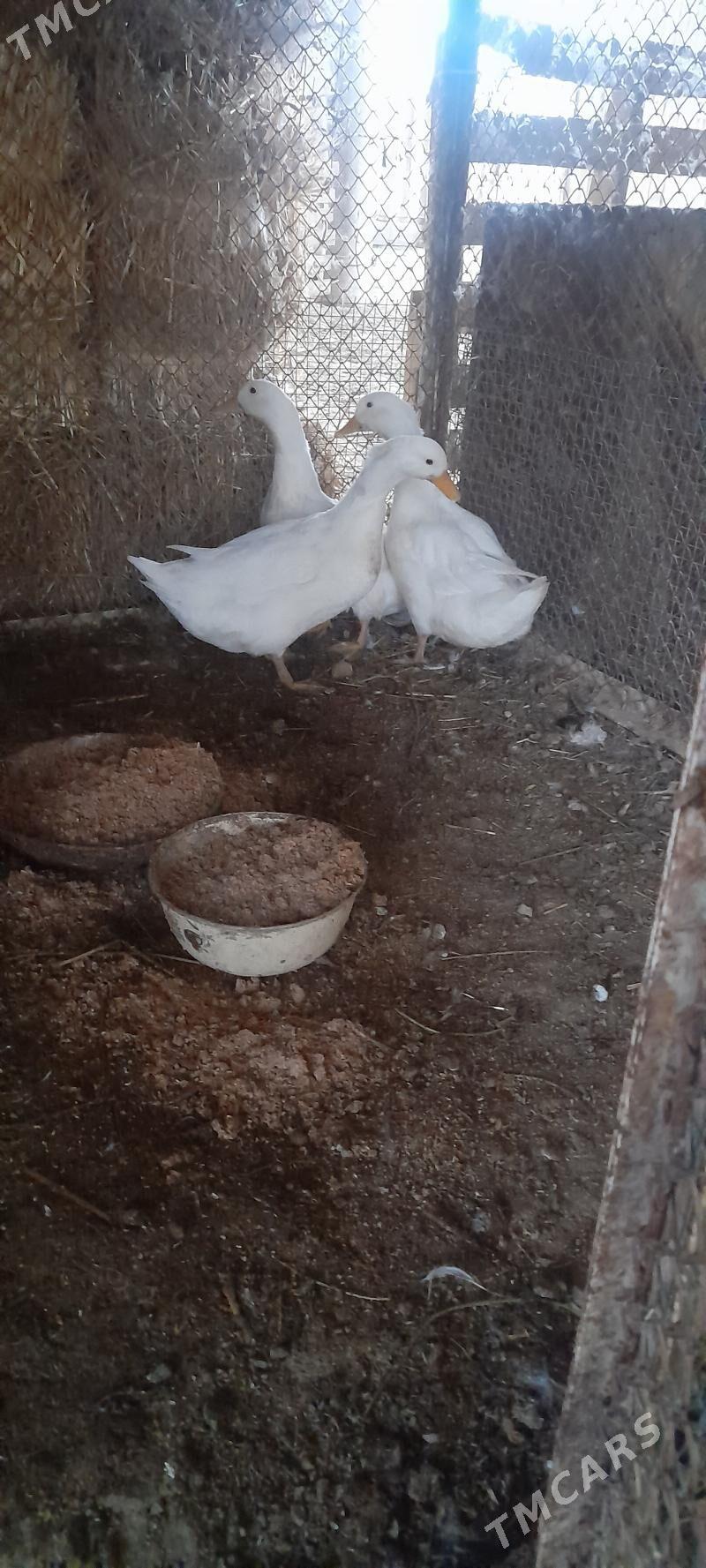 induklar - Bäherden - img 4