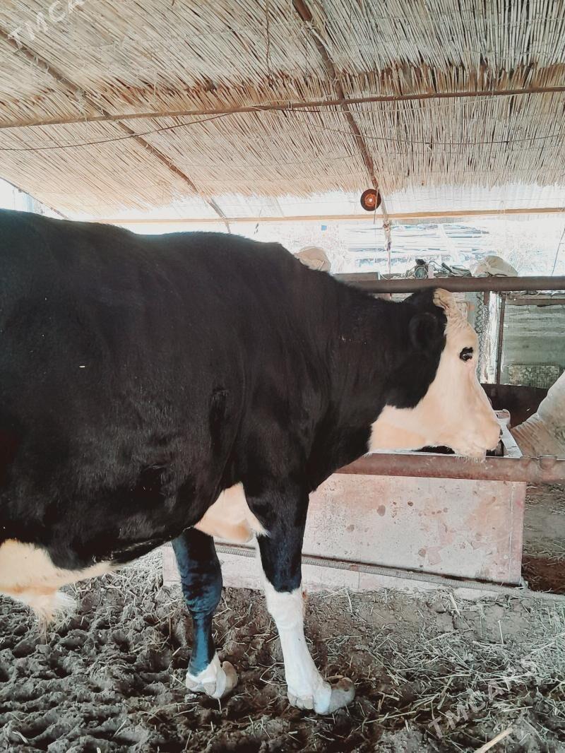 Yarslaw Okuzi - Çärjew - img 6