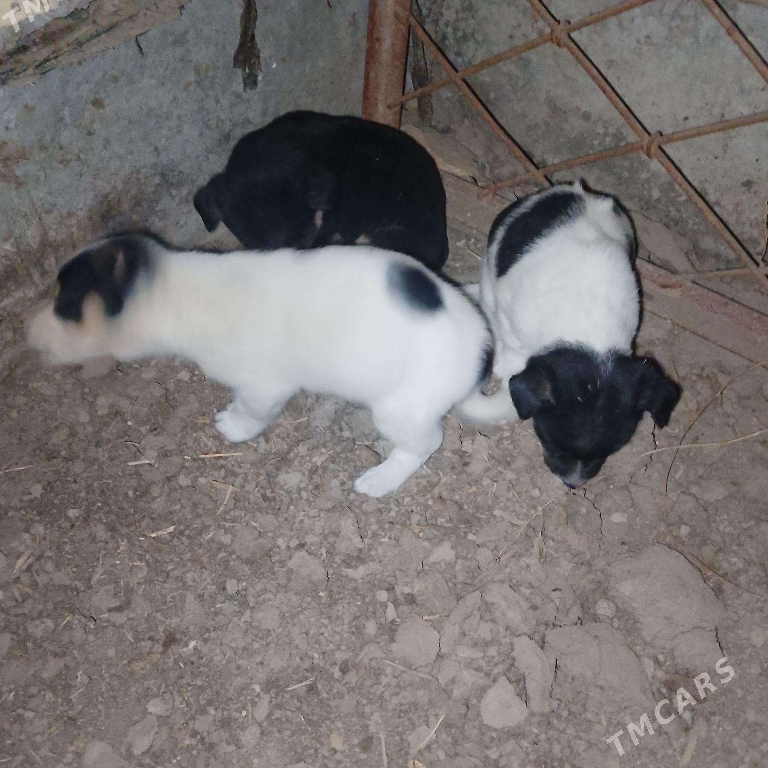 ALAJA KUCUK CAGASİ - Çärjew - img 7