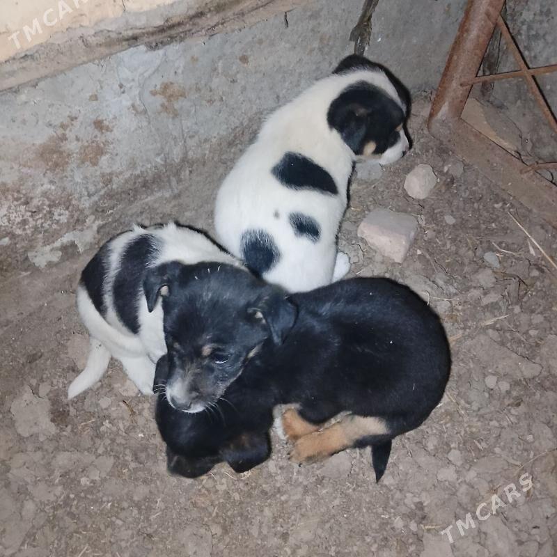 ALAJA KUCUK CAGASİ - Çärjew - img 3