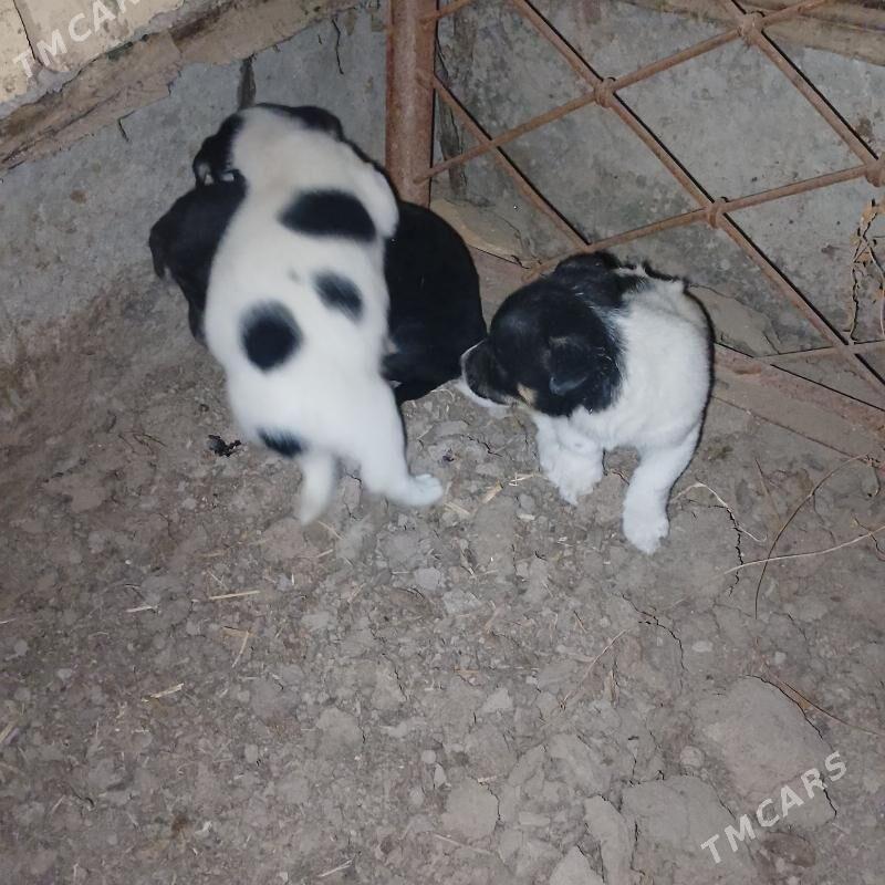 ALAJA KUCUK CAGASİ - Çärjew - img 5