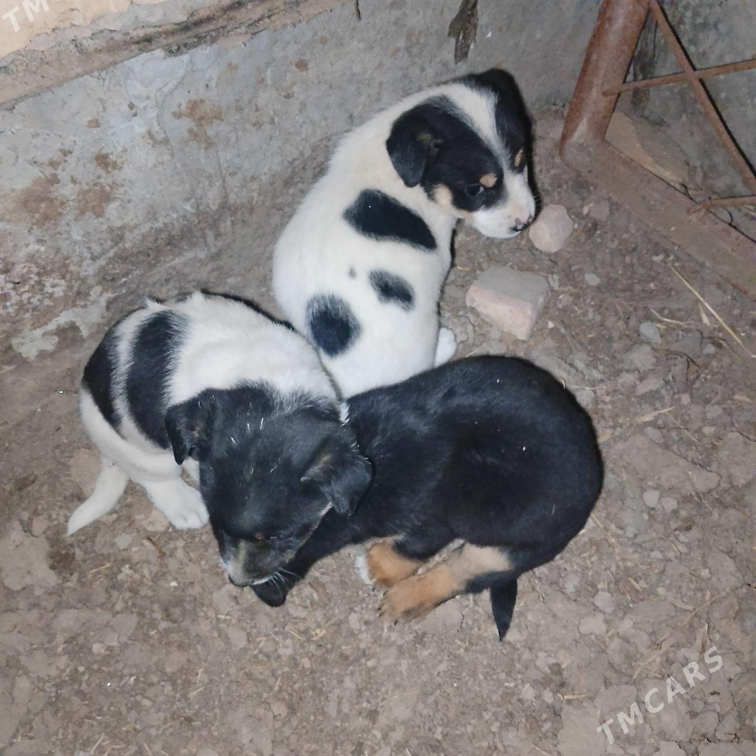 ALAJA KUCUK CAGASİ - Çärjew - img 4