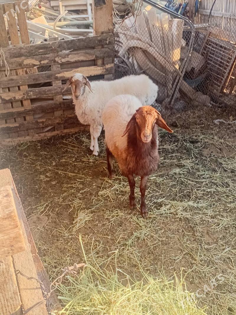 goýun - Gypjak - img 2