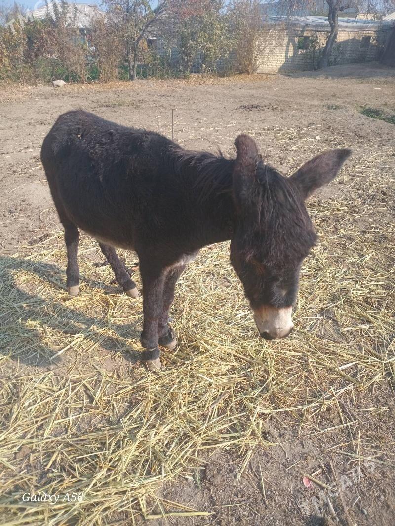 esek - Векильбазар - img 2