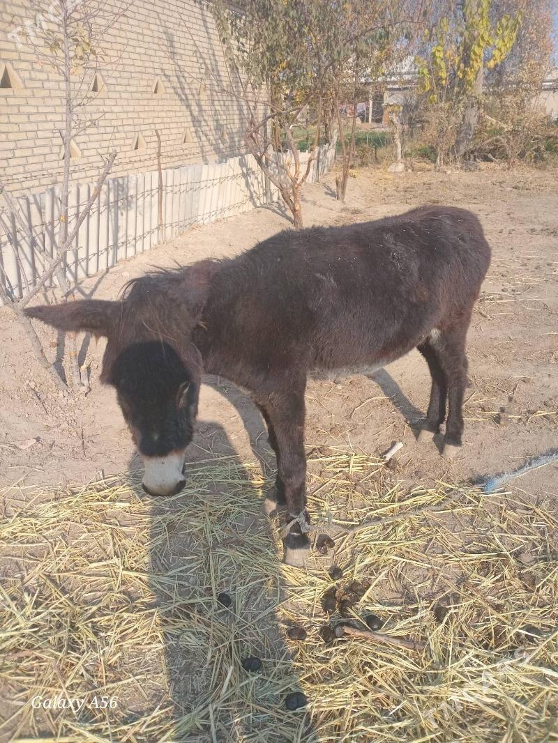 esek - Векильбазар - img 3