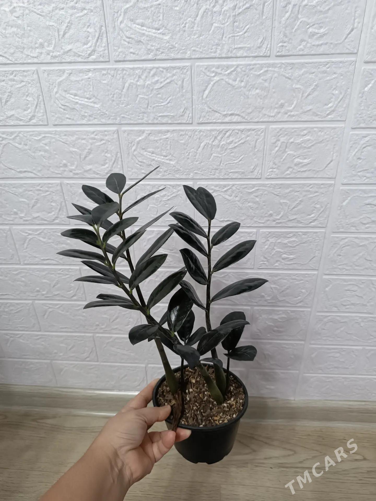 ЗАМИОКУЛЬКАС черный - Ашхабад - img 2