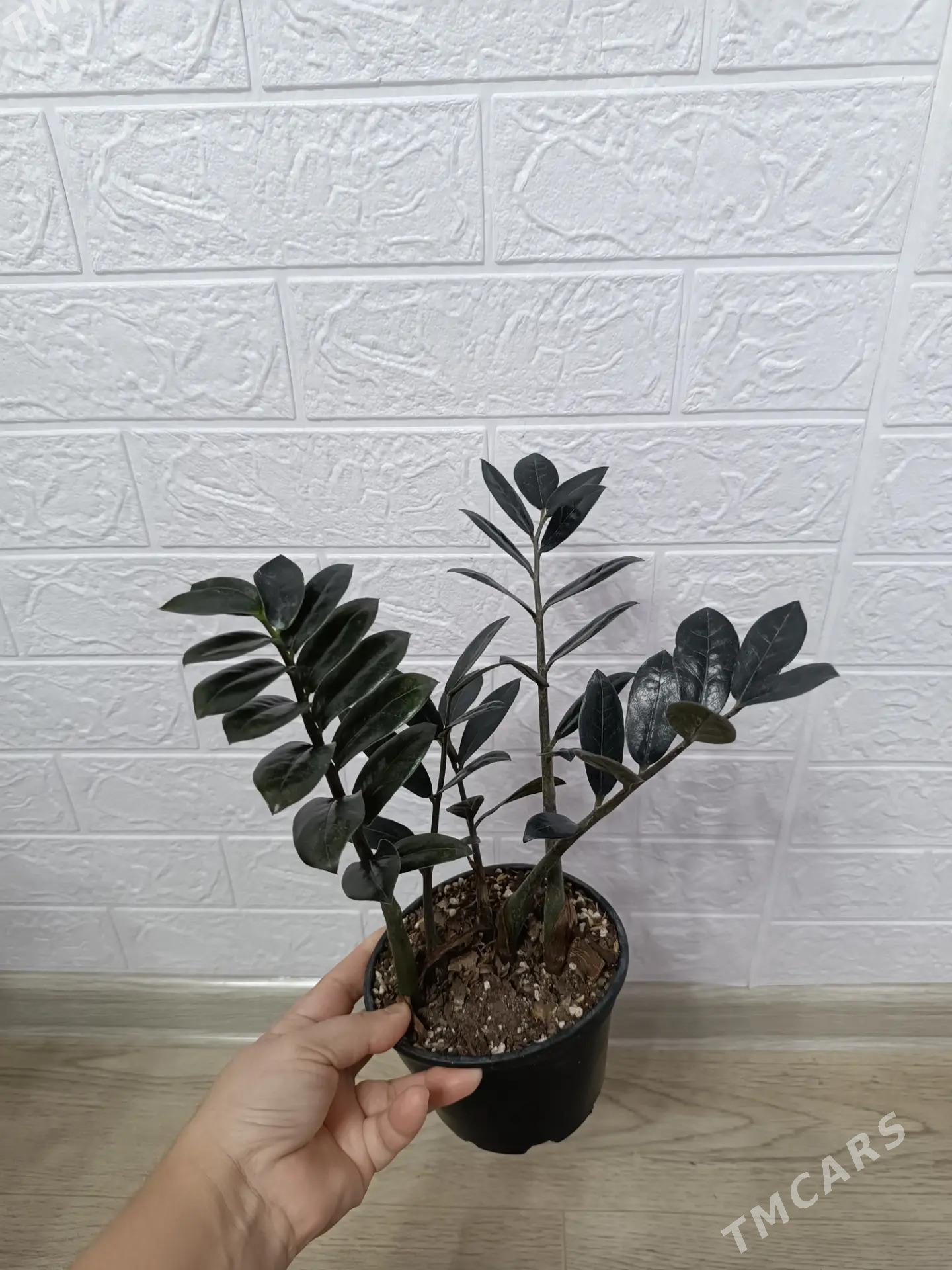 ЗАМИОКУЛЬКАС черный - Ашхабад - img 3