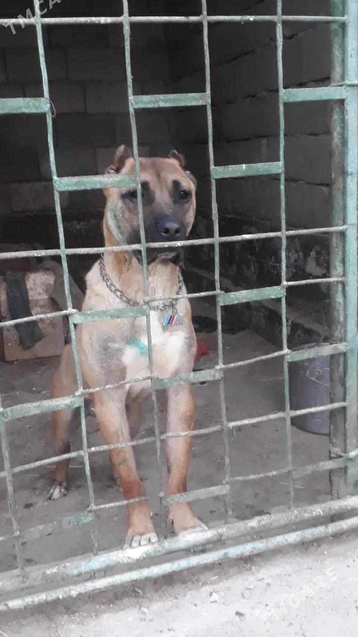 Gibrit - Daşoguz - img 5