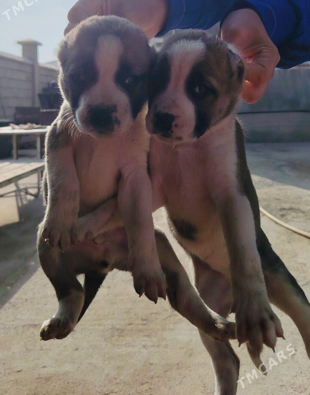 Gibrit - Daşoguz - img 4