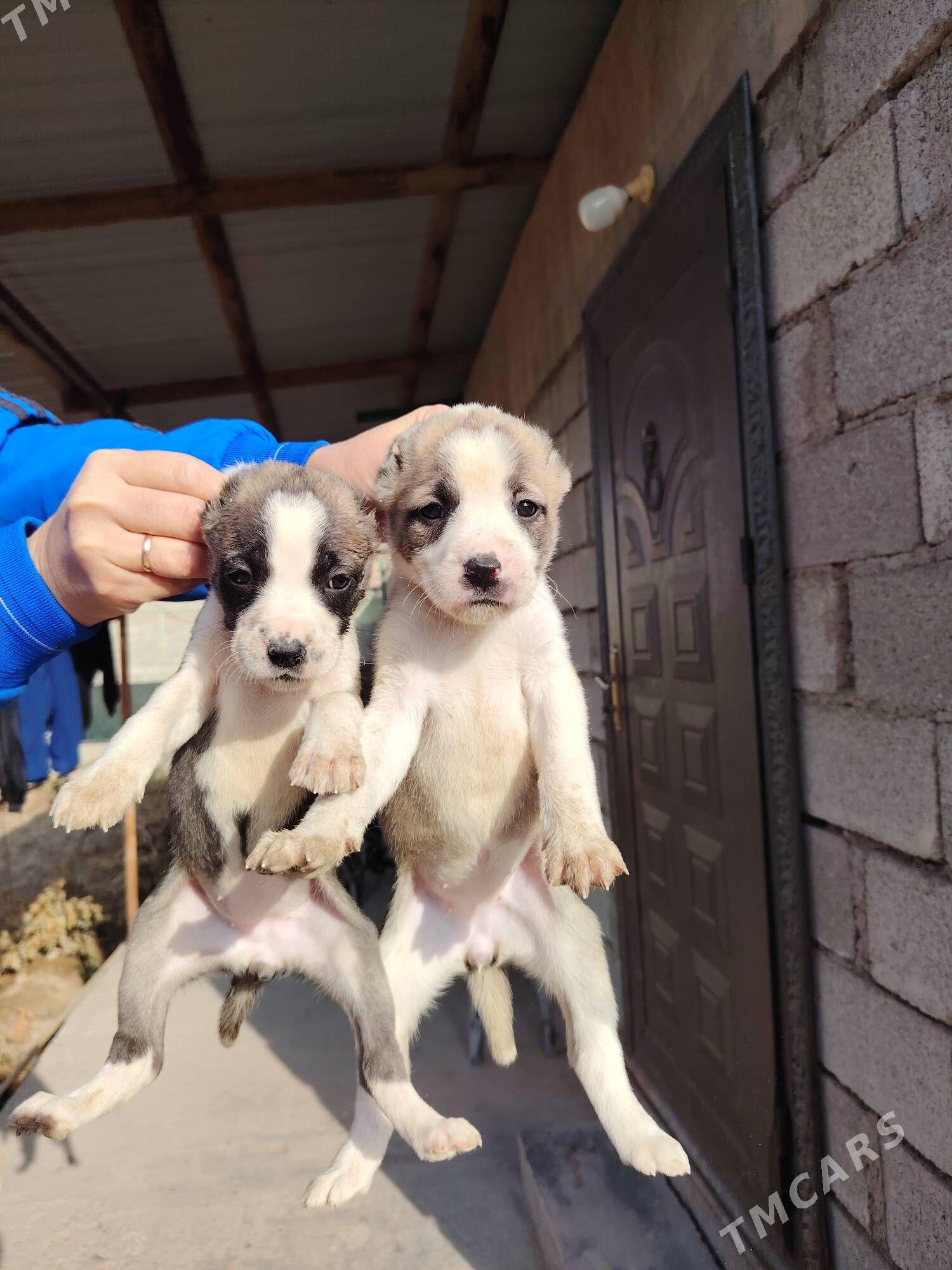 Gibrit - Daşoguz - img 2