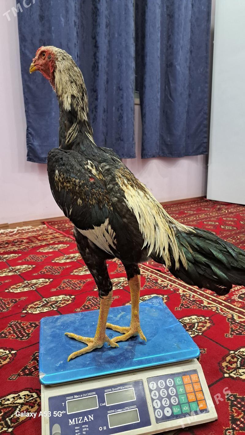 Horaz juje - Sakar - img 4