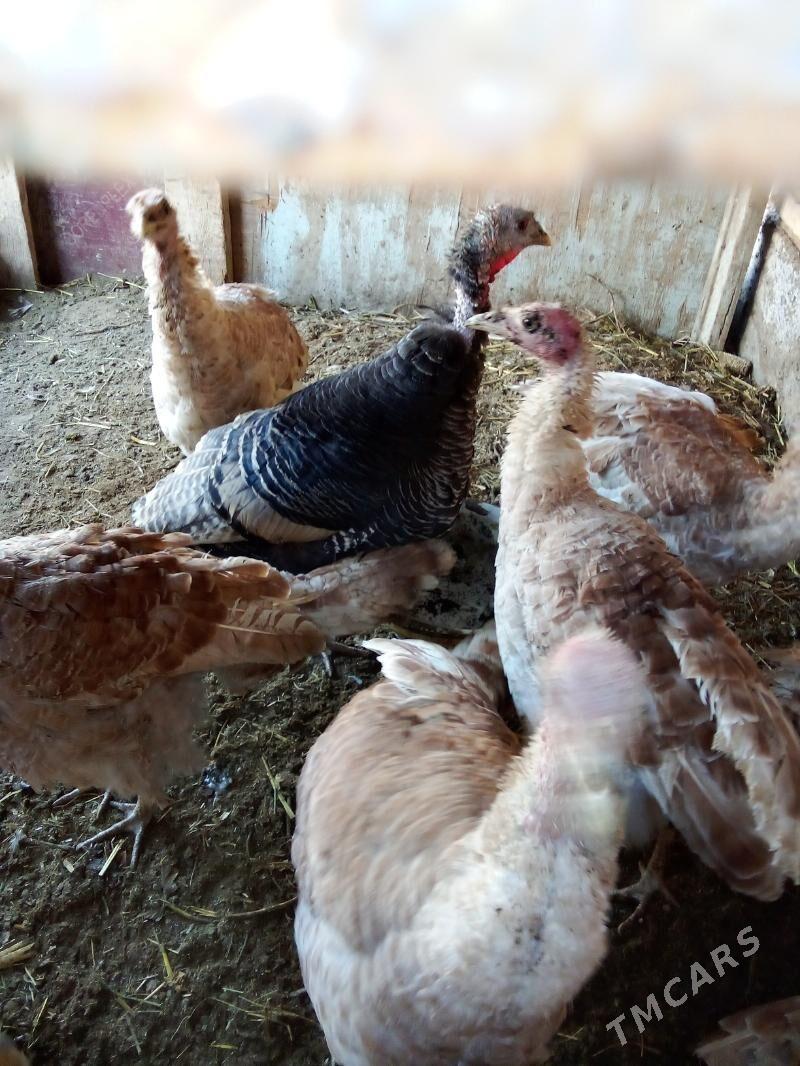 Satlyk induk - Мары - img 4