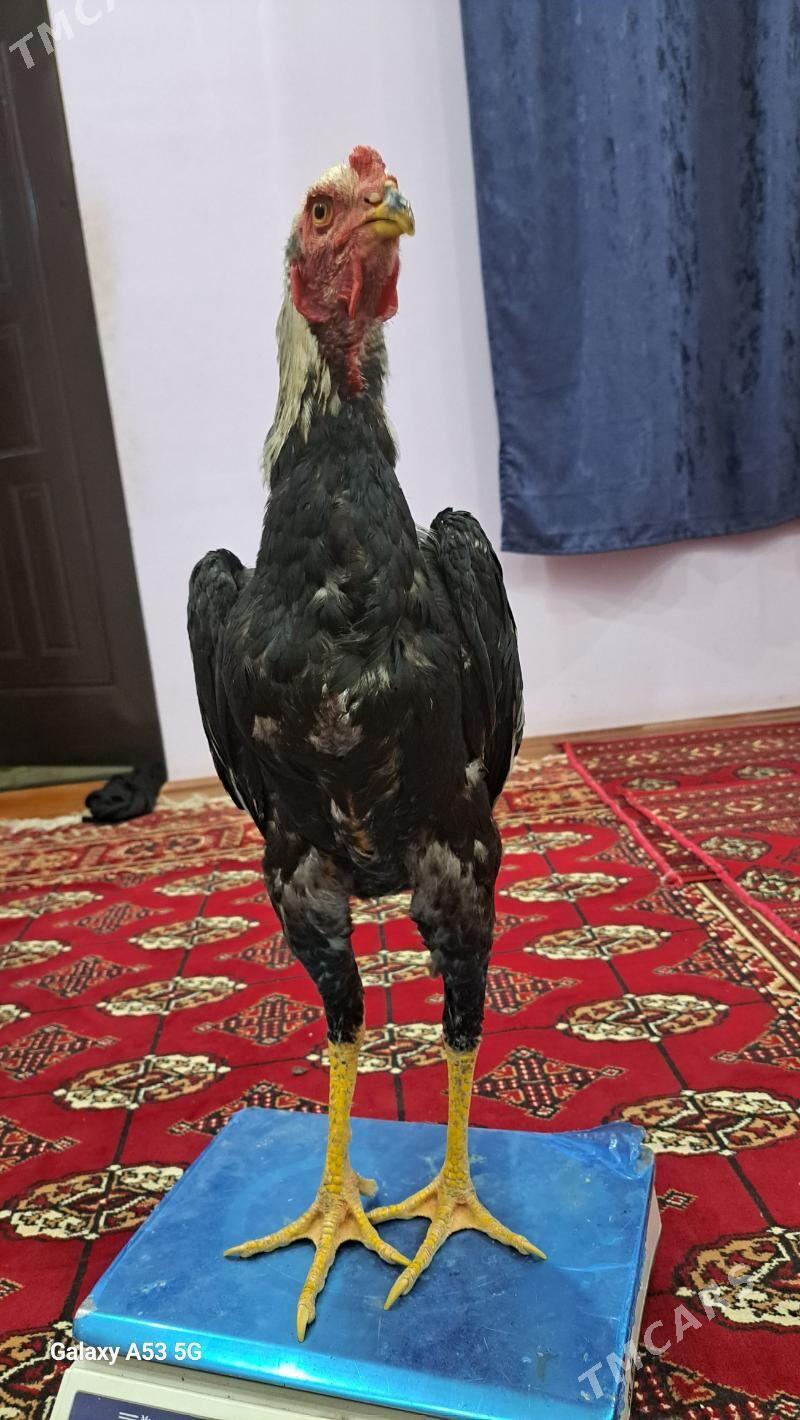 Horaz juje - Sakar - img 3