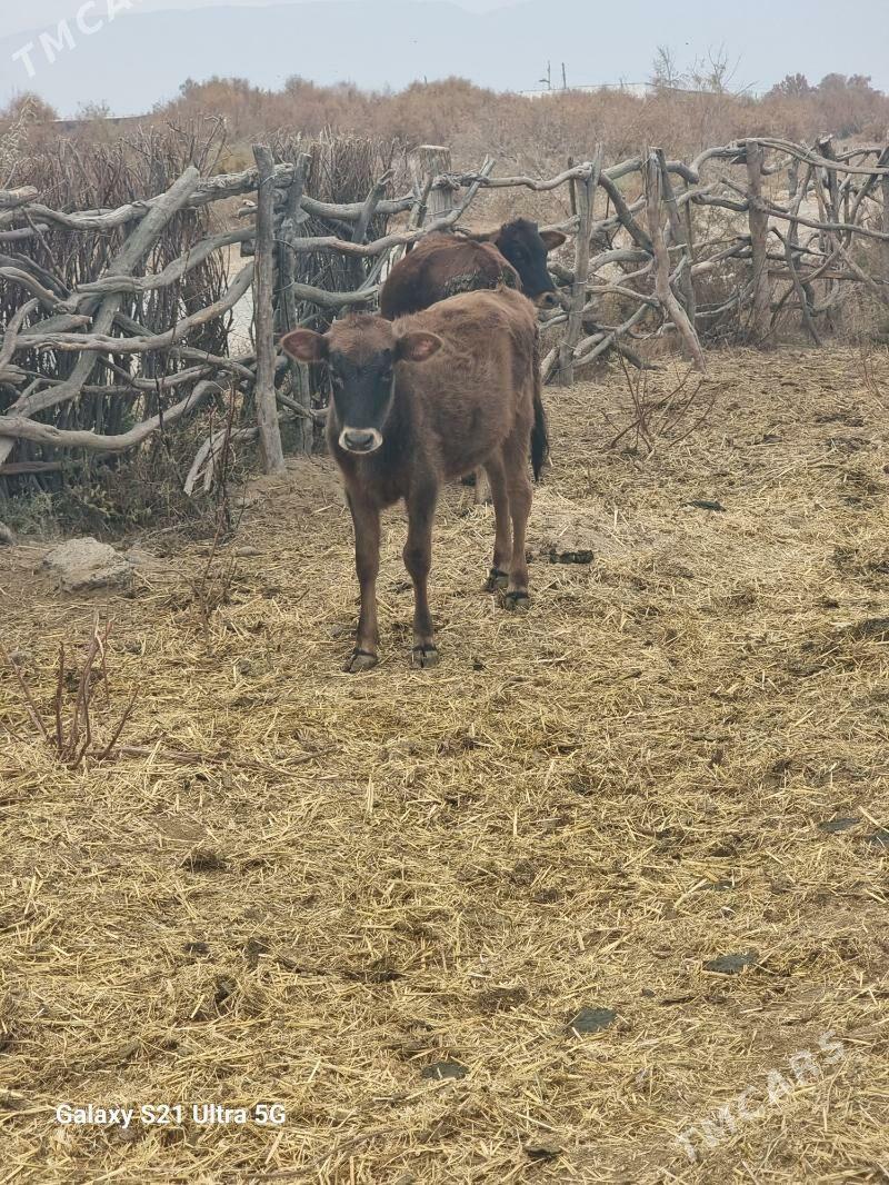 okuz - Гёкдепе - img 1