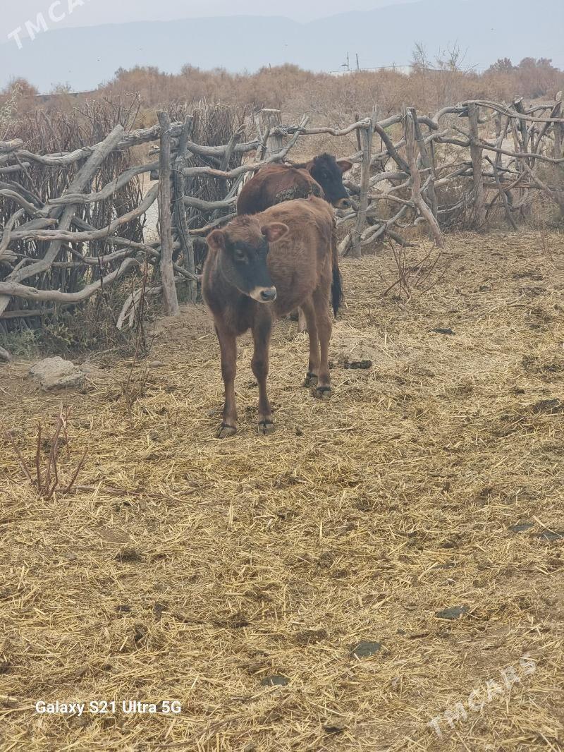 okuz - Гёкдепе - img 2