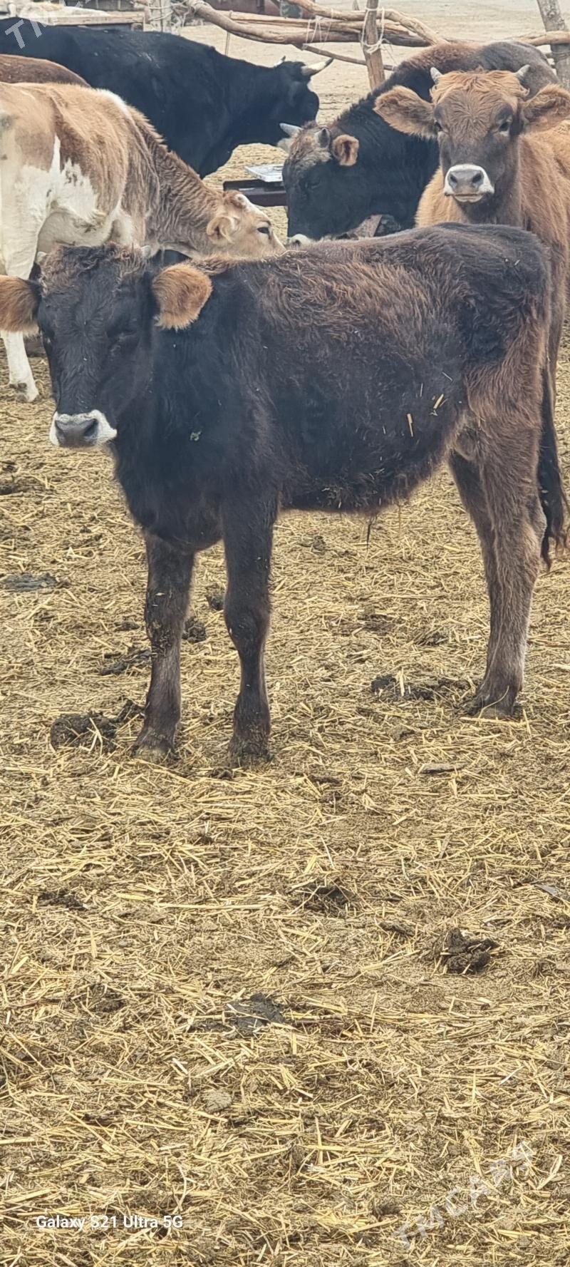 okuz - Гёкдепе - img 3