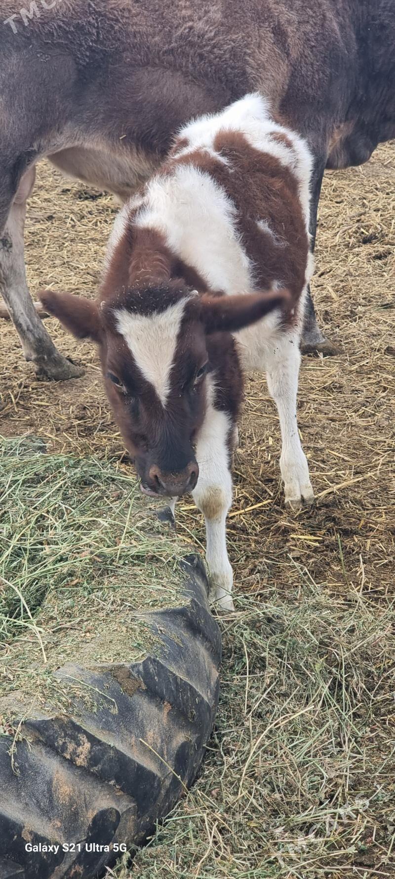 okuz - Гёкдепе - img 4