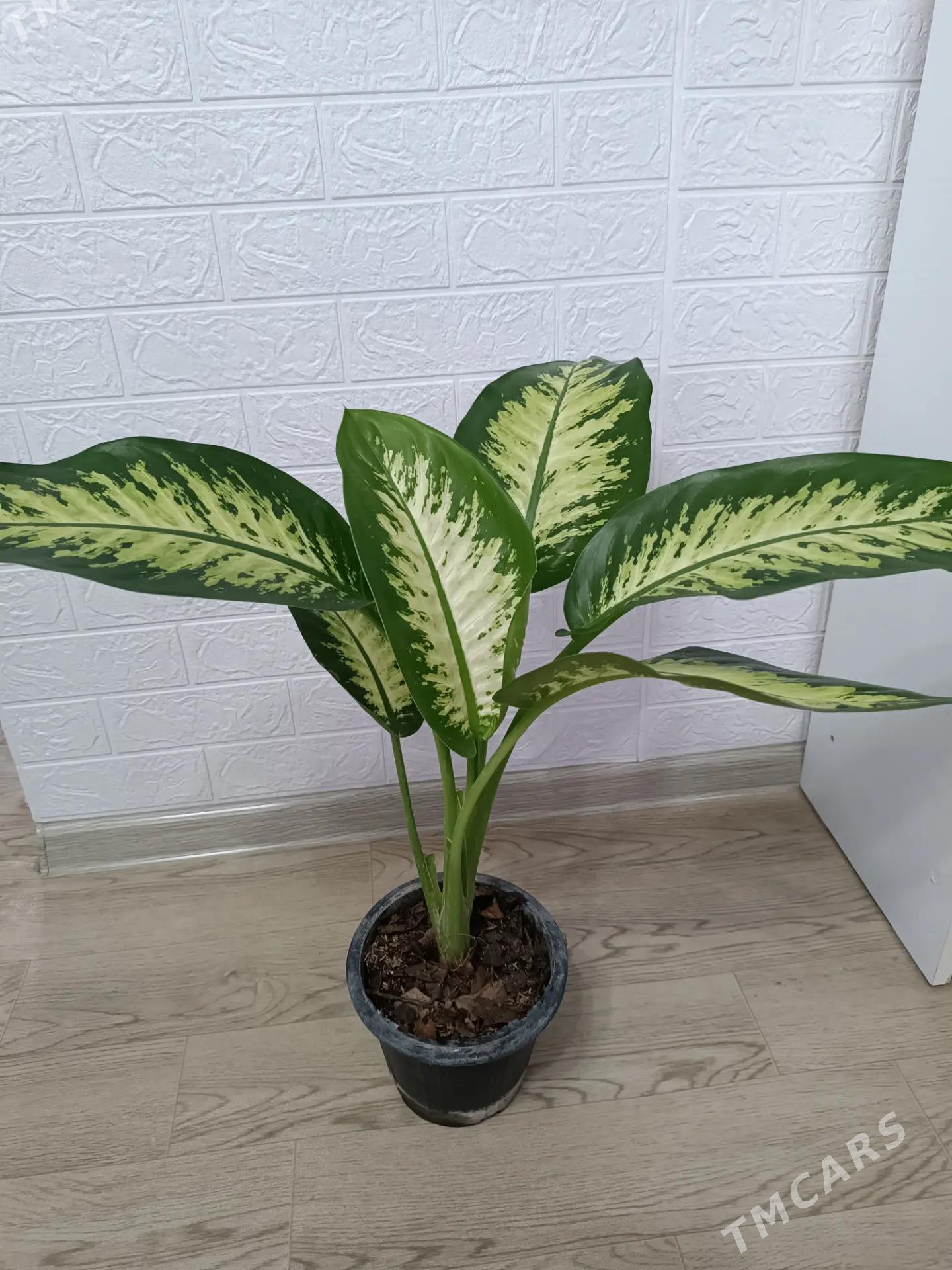 ДИФФЕНБАХИЯ - Ашхабад - img 2