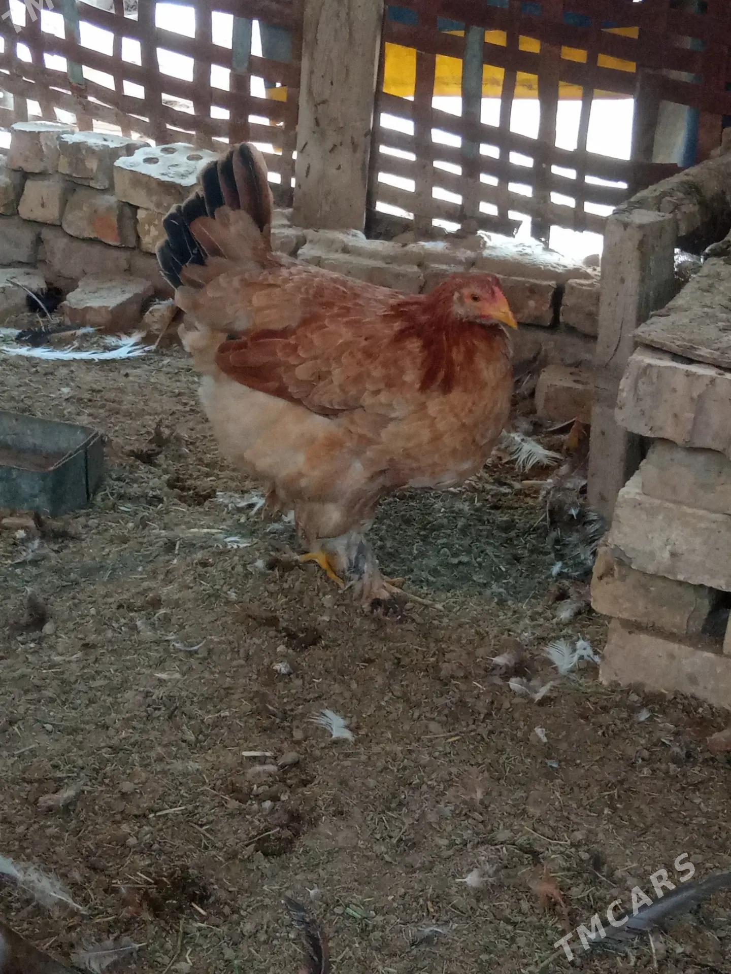 Induk towuk - Мары - img 3