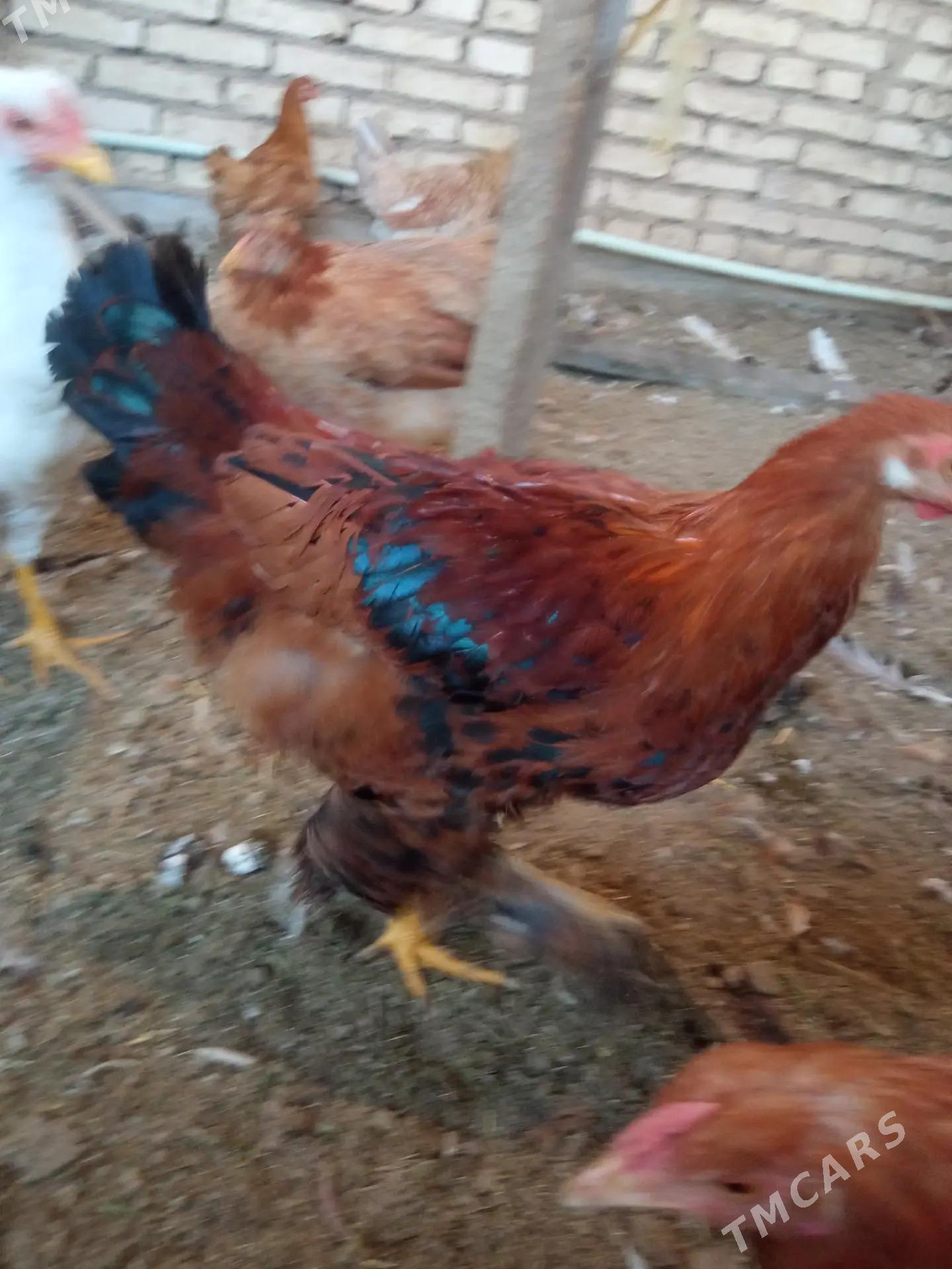 Induk towuk - Мары - img 7