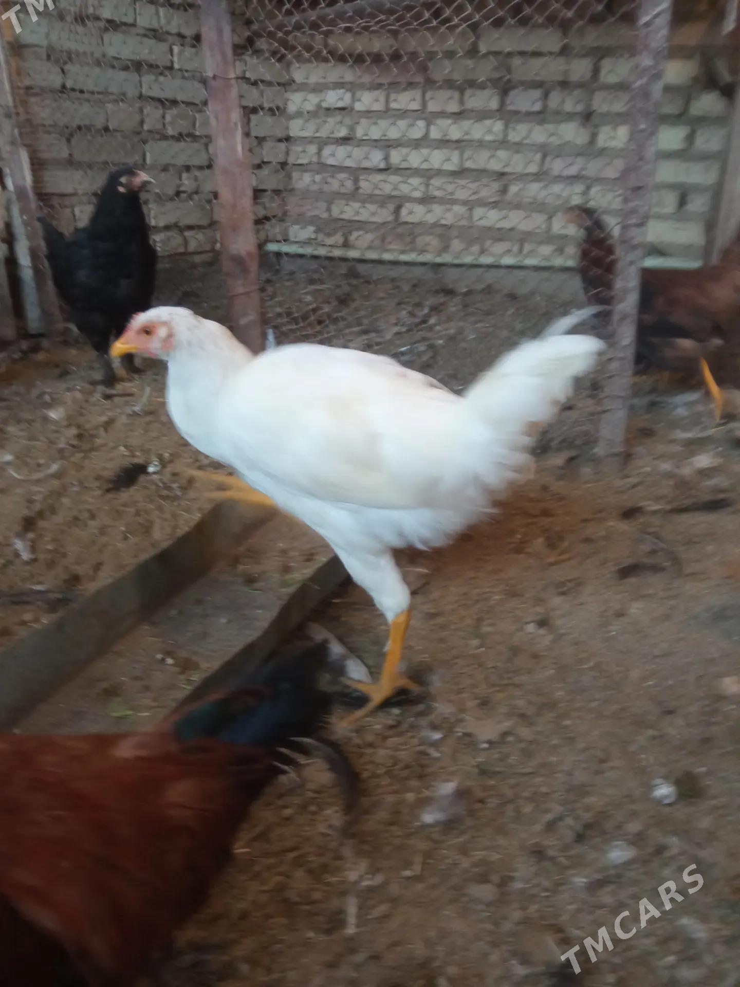 Induk towuk - Мары - img 6