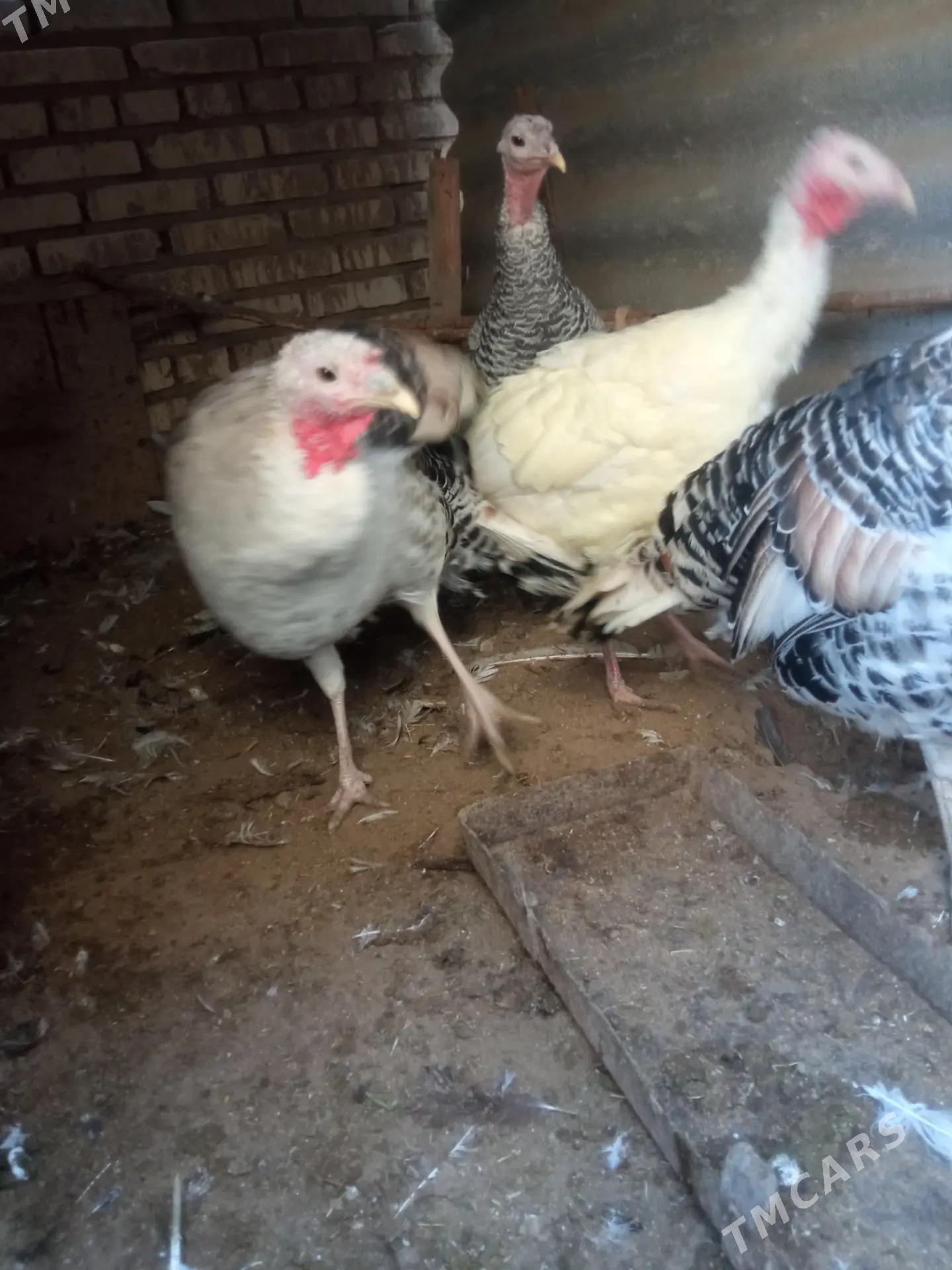 Induk towuk - Мары - img 2