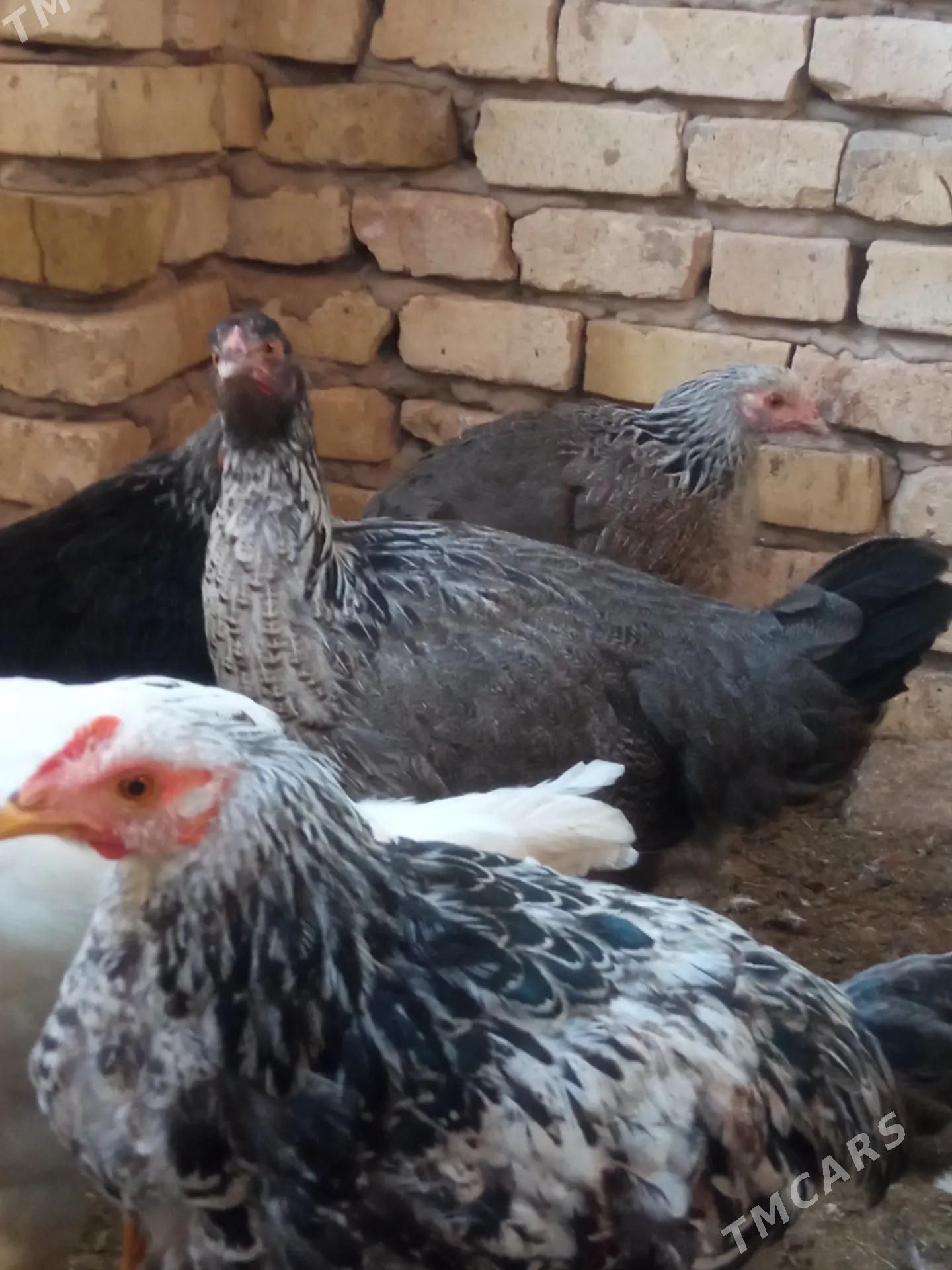 Induk towuk - Мары - img 8