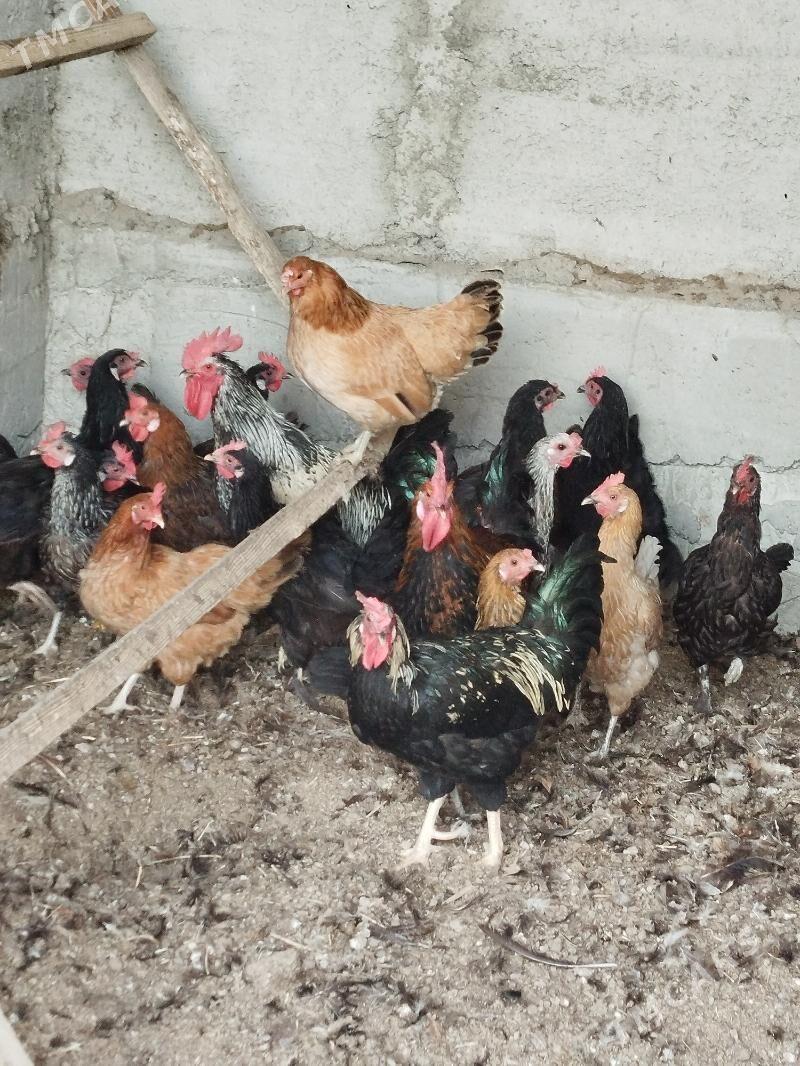 Towuk - Gökdepe - img 3