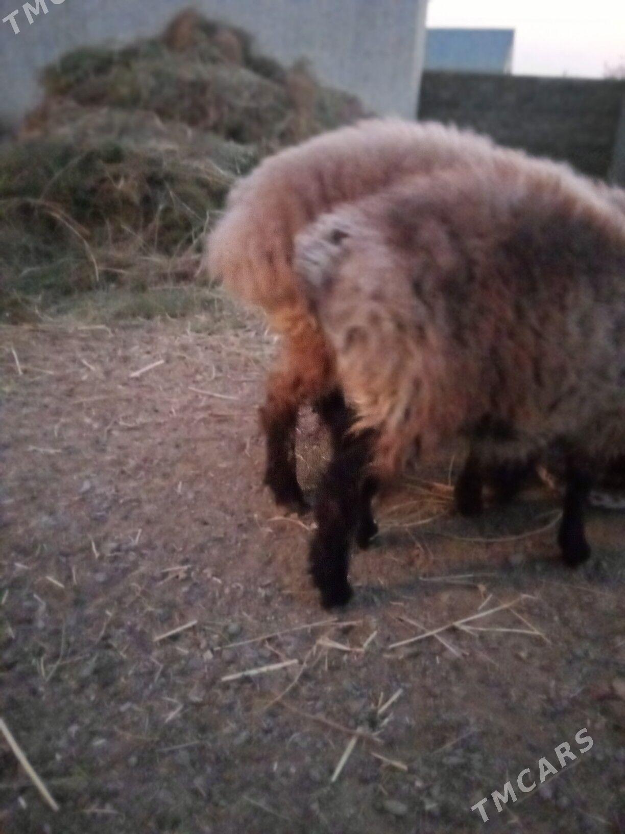 Goýun - Gökdepe - img 3