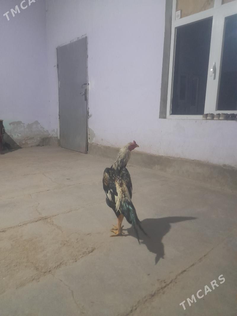 horaz - Дянев - img 3