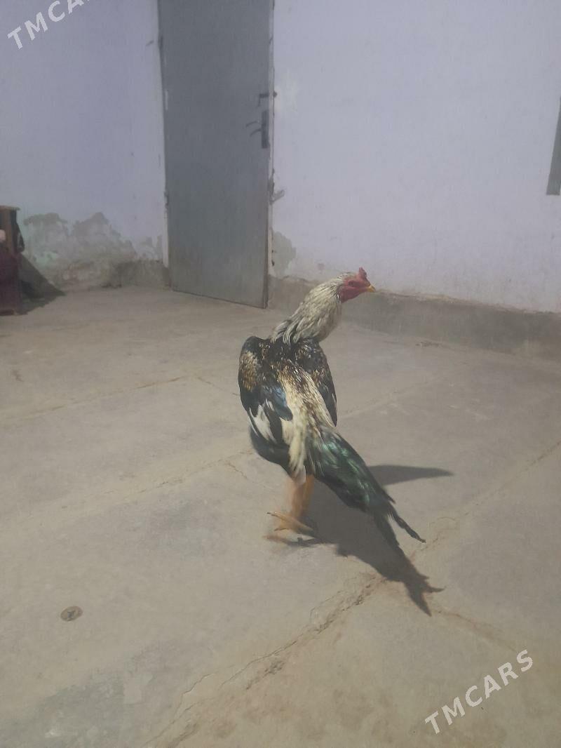 horaz - Дянев - img 6