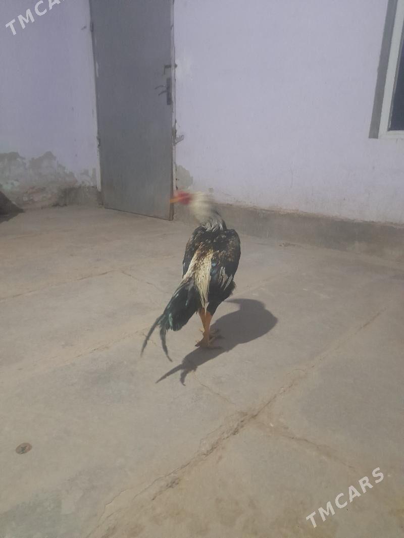 horaz - Дянев - img 4