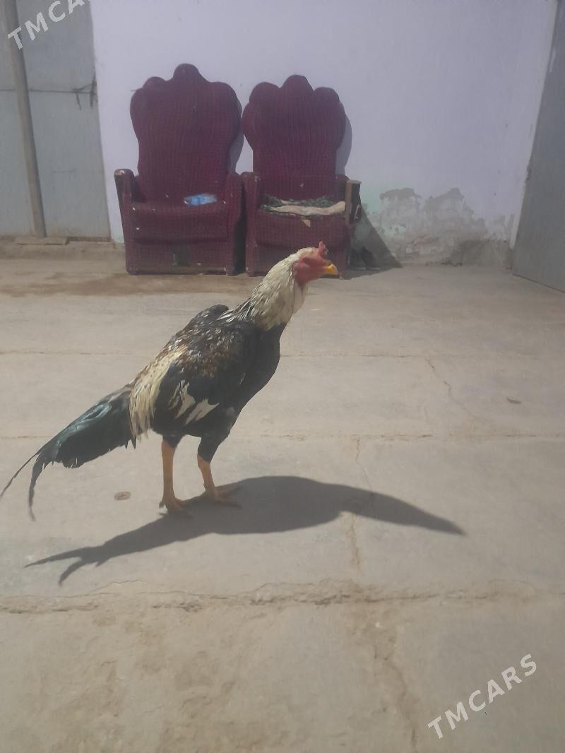 horaz - Дянев - img 5