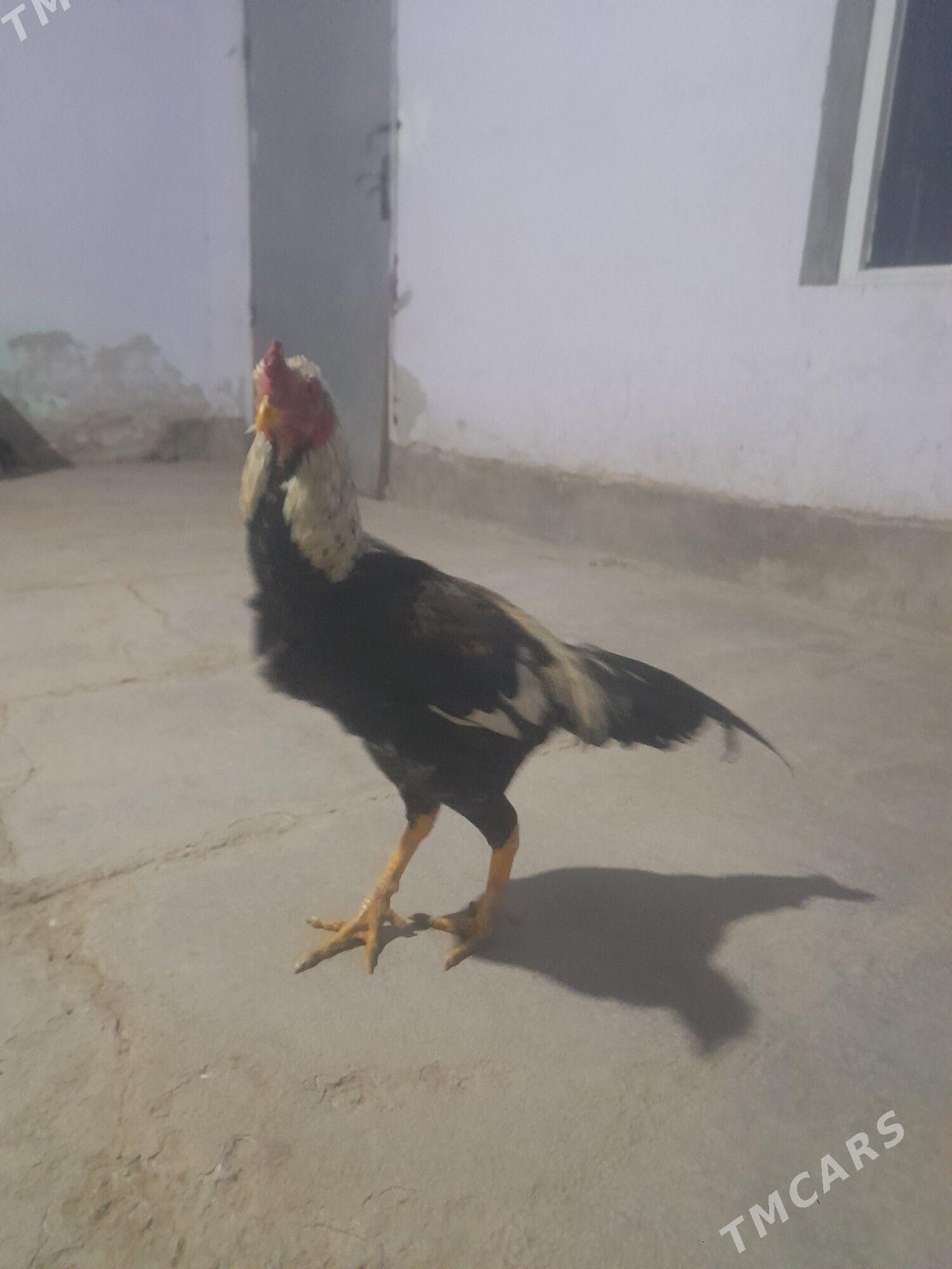 horaz - Дянев - img 2