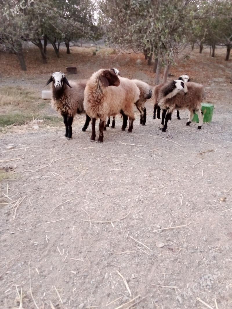 Goýun - Gökdepe - img 4